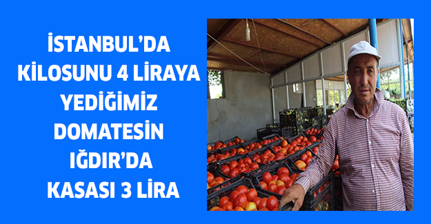 İstanbul’da kilosunu 4 liraya yediğimiz domatesin  Iğdır’da Kasası 3 lira