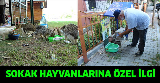 Sokak hayvanlarına özel ilgi