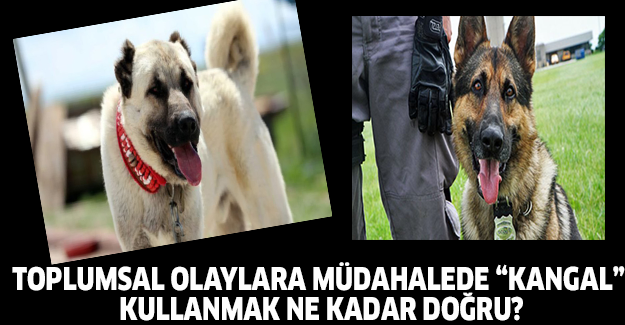 Toplumsal Olaylara Müdahalede “Kangal” Kullanmak Ne Kadar Doğru?