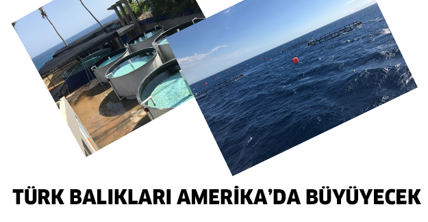 Türk balıkları Amerika’da büyüyecek