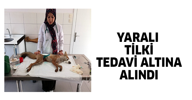 Yaralı tilki tedavi altına alındı