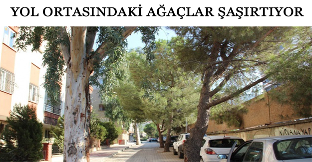 Yol ortasındaki ağaçlar şaşırtıyor
