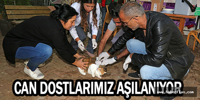 CAN DOSTLARIMIZ AŞILANIYOR