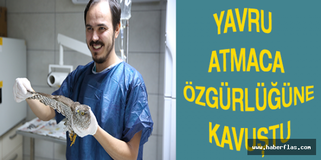 YAVRU ATMACA ÖZGÜRLÜĞÜNE KAVUŞTU
