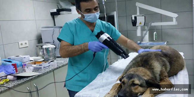 HASTA SOKAK KÖPEĞİNE SAHİP ÇIKTI