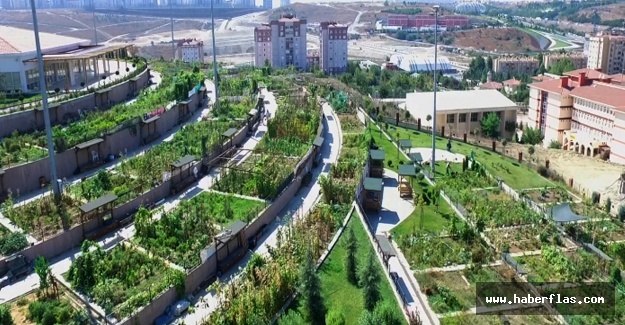 Pazara Değil, Bahçeye İniyorlar