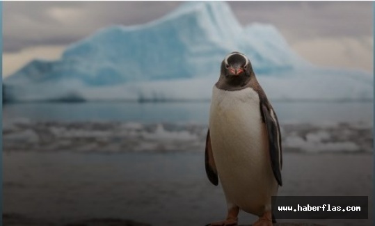Kanatlarıyla Yüzen Kuş: Penguen