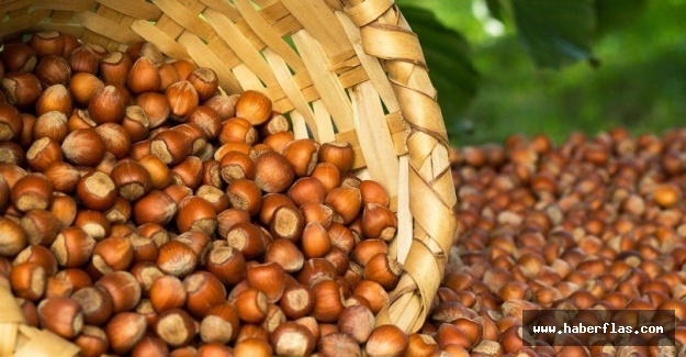 9 Ekim Çarşamba güncel fındık fiyatları! Fındık kaç lira?