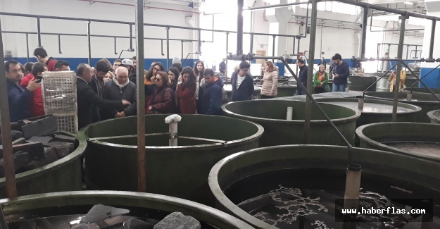 ÇYDD’lilerin zeytini yerinde tanıma gezisi..!