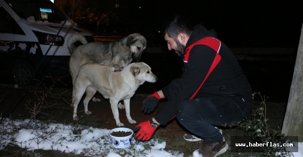 Kartal Belediyesi Soğuk Kış Günlerinde de Sokak Hayvanlarının Yanında