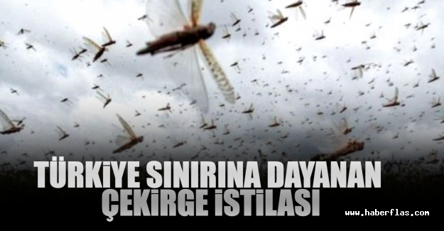 Çöl Çekirgeleri Koronadan Tehlikeli