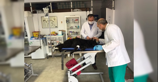 Sokak Köpeği ve Nesli Tükenmekte Olan Kuşu, Belediye Ekipleri Kurtardı