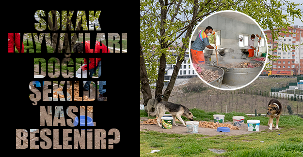 Sokak Hayvanları Doğru Şekilde Nasıl Beslenir?