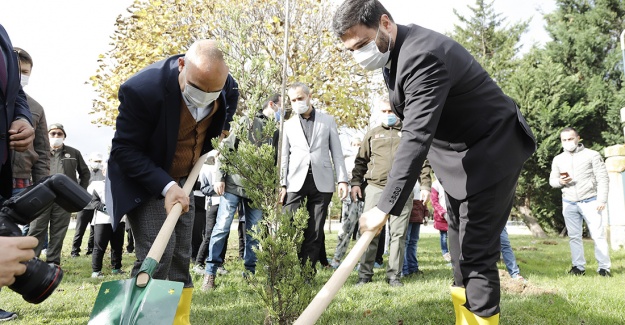 Kağıthane’de her köşebaşına ağaç