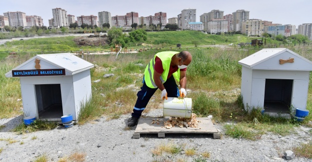 Beylidüzü’nde günde 4 ton mama