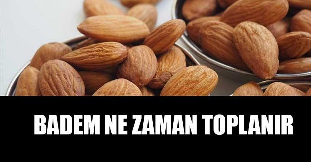 Badem ne zaman toplanır? Badem hangi mevsimde, ayda yenir?