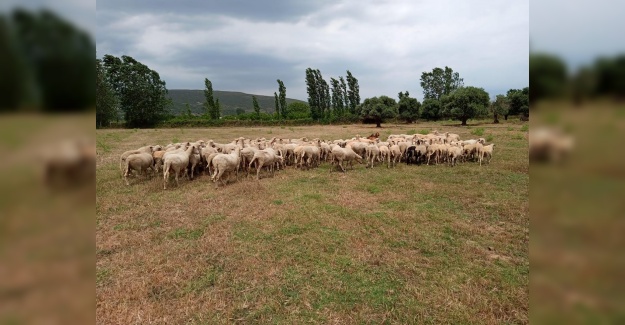 Gökçeada'da kurbanlıklar 1.250 TL ile satışa çıktı.