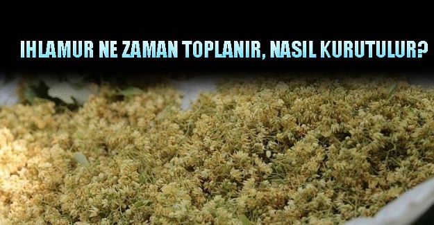 Ihlamur Ne Zaman Toplanır, Nasıl Kurutulur?