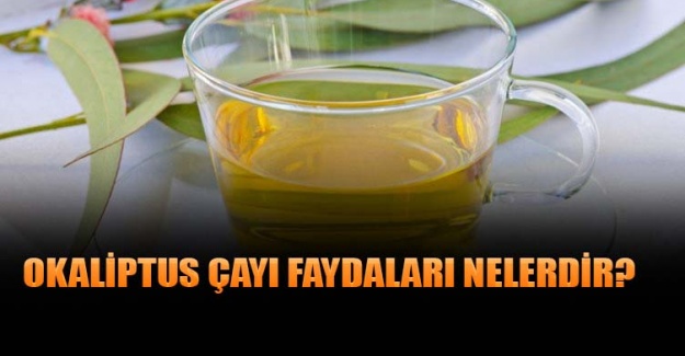 Okaliptus çayın faydaları