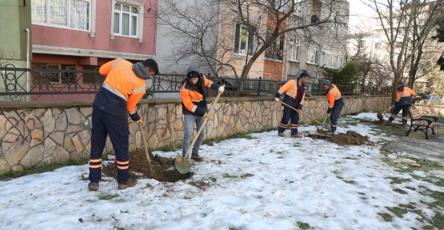 Eyüpsultan'da ağaç dikimi devam ediyor