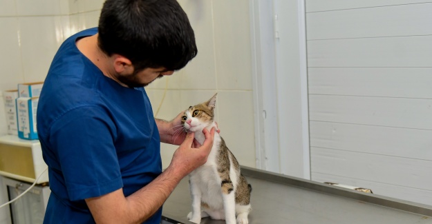 AYAĞI KIRILAN KEDİ AMELİYATLA YENİDEN SAĞLIĞINA KAVUŞTU