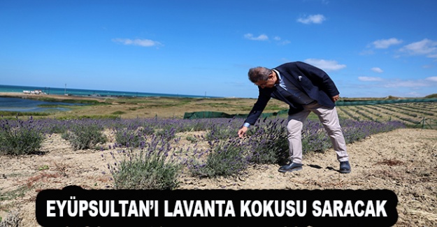 Eyüpsultan’ı Lavanta kokusu saracak