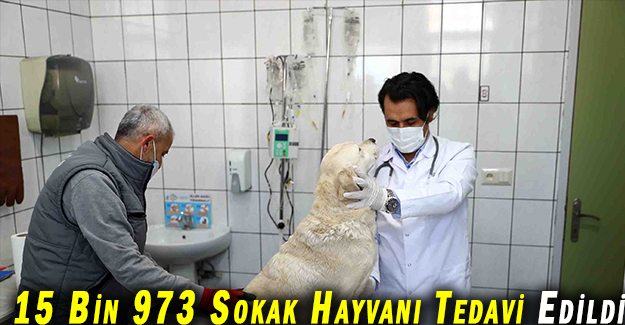 Bağcılar’da 15 Bin 973 Sokak Hayvanı Tedavi Edildi