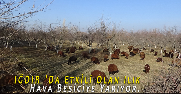 IĞDIR 'Da Etkİli Olan Ilık Hava Besiciye Yarıyor.