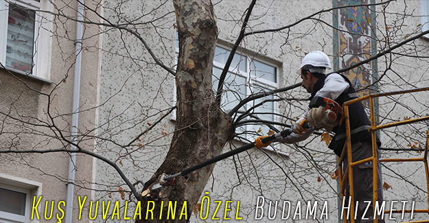 Kuş Yuvalarına Özel Budama Hizmeti