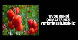 "Evde Kendi Domatesinizi Yetiştirebilirsiniz"
