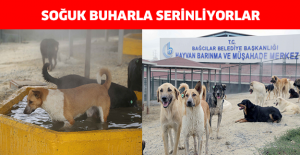 Soğuk buharla serinliyorlar