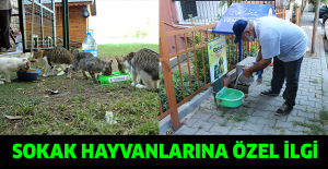 Sokak hayvanlarına özel ilgi