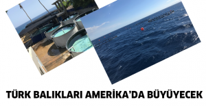 Türk balıkları Amerika’da büyüyecek