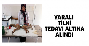 Yaralı tilki tedavi altına alındı