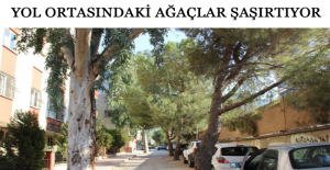 Yol ortasındaki ağaçlar şaşırtıyor