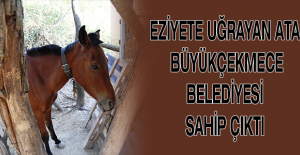 Eziyete uğrayan ata Büyükçekmece Belediyesi sahip çıktı