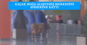 Kaçak boğa alışveriş merkezini birbirine kattı