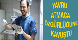 YAVRU ATMACA ÖZGÜRLÜĞÜNE KAVUŞTU
