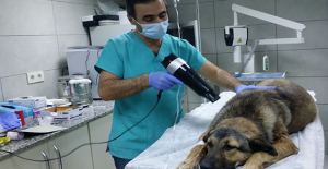 HASTA SOKAK KÖPEĞİNE SAHİP ÇIKTI