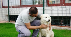 Sokak Hayvanları Güngören’de Emniyette