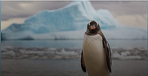 Kanatlarıyla Yüzen Kuş: Penguen