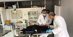 Sokak Köpeği ve Nesli Tükenmekte Olan Kuşu, Belediye Ekipleri Kurtardı