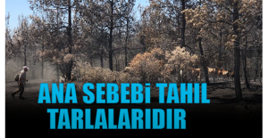 “Gelibolu ormanlarında yangının ana sebebi tahıl tarlalarıdır”