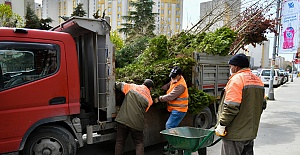 Esenyurt Belediyesi, kesilmek zorunda olan ağaçların yerine yeni ağaçlar dikti
