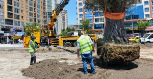Esenyurt’ta yüz yaşını aşmış zeytin ağaçları