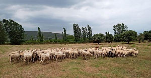 Gökçeada'da kurbanlıklar 1.250 TL ile satışa çıktı.