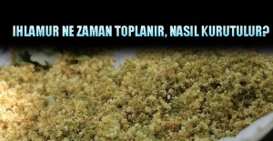 Ihlamur Ne Zaman Toplanır, Nasıl Kurutulur?