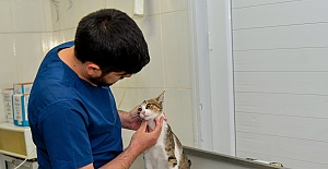 AYAĞI KIRILAN KEDİ AMELİYATLA YENİDEN SAĞLIĞINA KAVUŞTU