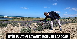 Eyüpsultan’ı Lavanta kokusu saracak