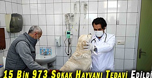 Bağcılar’da 15 Bin 973 Sokak Hayvanı Tedavi Edildi